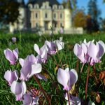 Chateau Lamothe-Bergeron, cru bourgeois