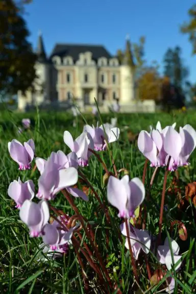 Chateau Lamothe-Bergeron, cru bourgeois