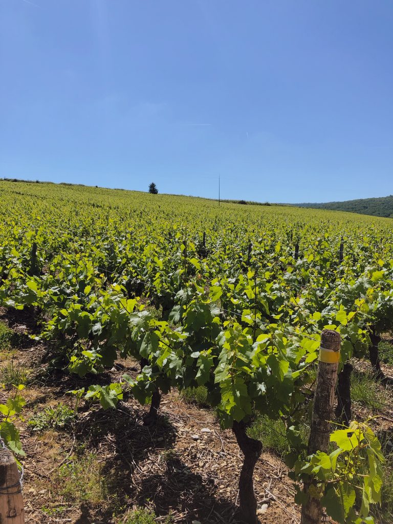 cremant-de-bourgogne