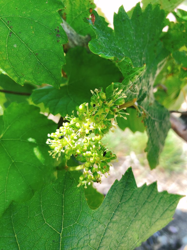 cremant-de-bourgogne-bourgeon