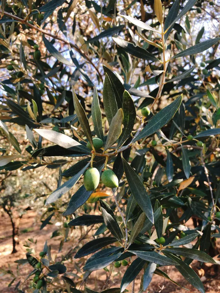 olive-rasteau