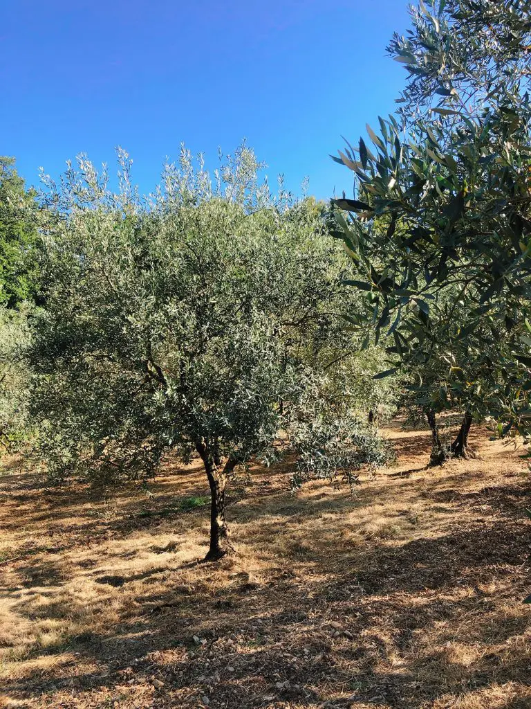 oliveraie-rasteau