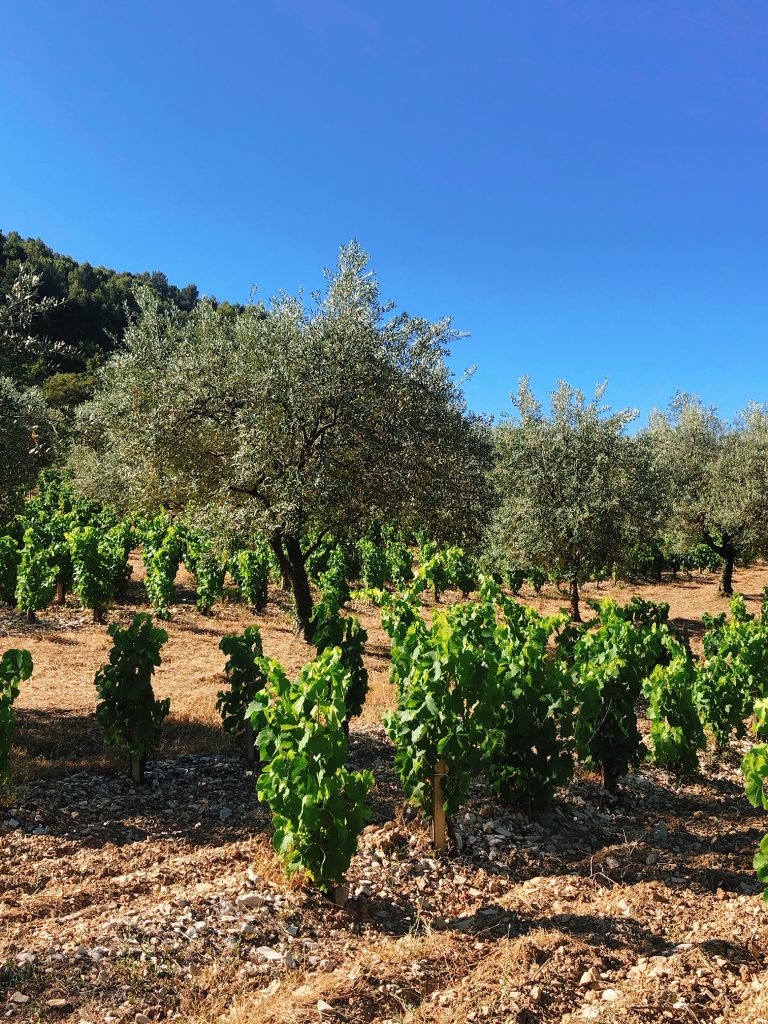 olives-vignes-rasteau