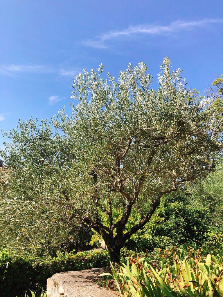 olivier-rasteau