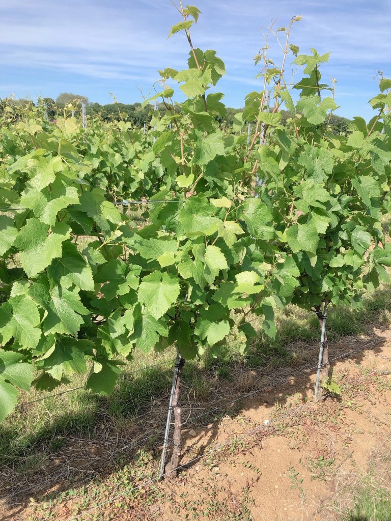 vignes-hautes