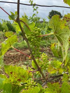 vignes-perray